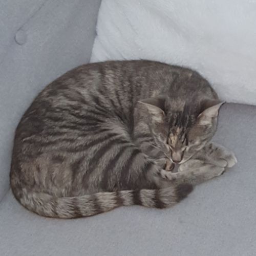 Sucrette, minette européenne avec tâches marro