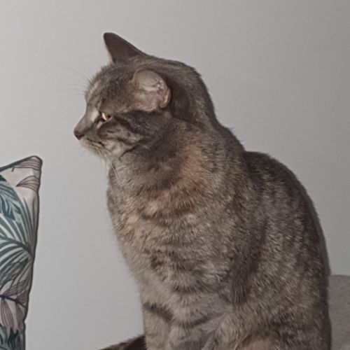 Sucrette, minette européenne avec tâches marro #3