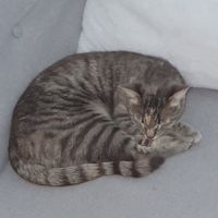 Sucrette, minette européenne avec tâches marro #0