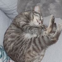 Sucrette, minette européenne avec tâches marro #2