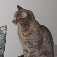 Sucrette, minette européenne avec tâches marro #3