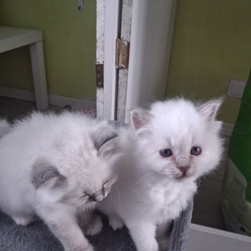 Magnifiques châtons sacrés de birmanie loof