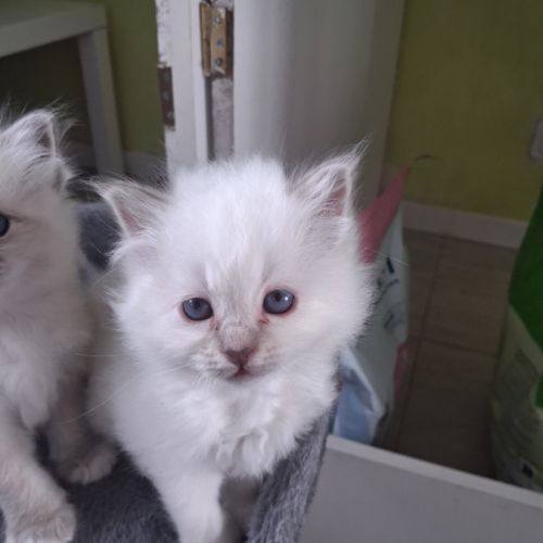 Magnifiques châtons sacrés de birmanie loof #2