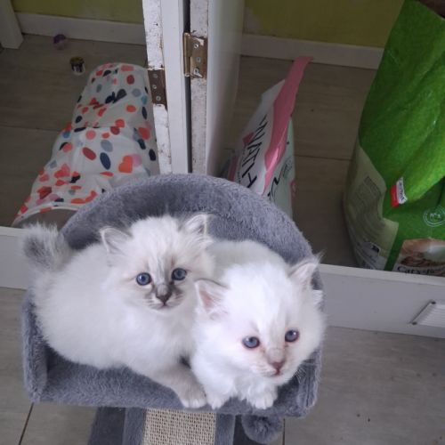 Magnifiques châtons sacrés de birmanie loof #3