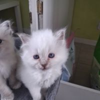 Magnifiques châtons sacrés de birmanie loof #2