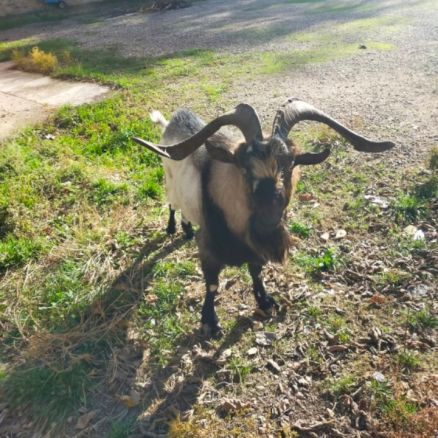 Bouc grandes cornes