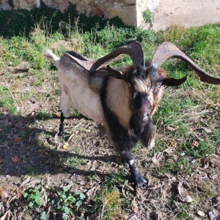 Bouc grandes cornes #2