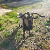 Bouc grandes cornes