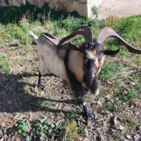 Bouc grandes cornes #2