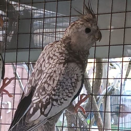 2 calopsittes grises perlées femelles bébés 2025 #2