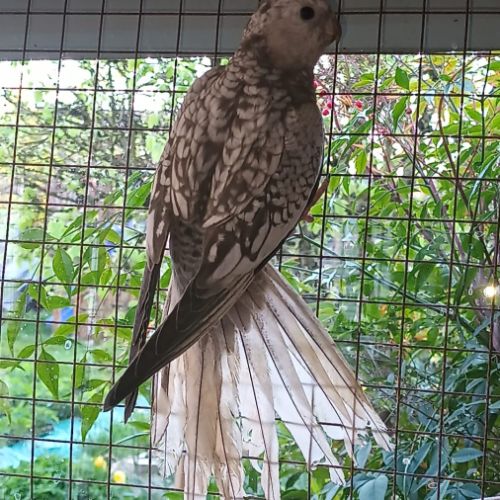 2 calopsittes grises perlées femelles bébés 2025 #3