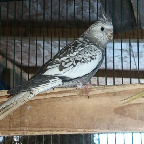 2 calopsittes grises perlées femelles bébés 2025 #4