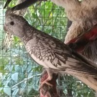 2 calopsittes grises perlées femelles bébés 2025 #1