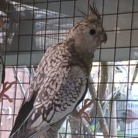 2 calopsittes grises perlées femelles bébés 2025 #2