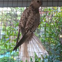 2 calopsittes grises perlées femelles bébés 2025 #3