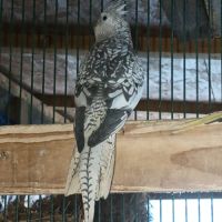 2 calopsittes grises perlées femelles bébés 2025 #5