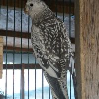 2 calopsittes grises perlées femelles bébés 2025