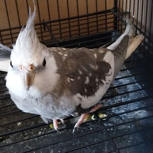 Jeune couple calopsitte non eam #1