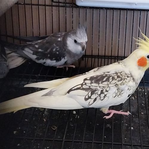 Jeune couple calopsitte non eam