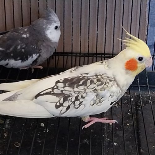 Jeune couple calopsitte non eam #4