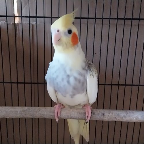 Jeune couple calopsitte non eam #5