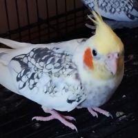 Jeune couple calopsitte non eam #2