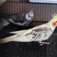 Jeune couple calopsitte non eam #0