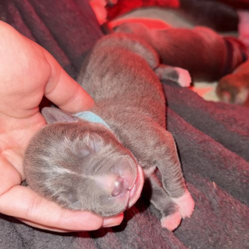 Chiots staff lof de très grande lignée à reserver #1