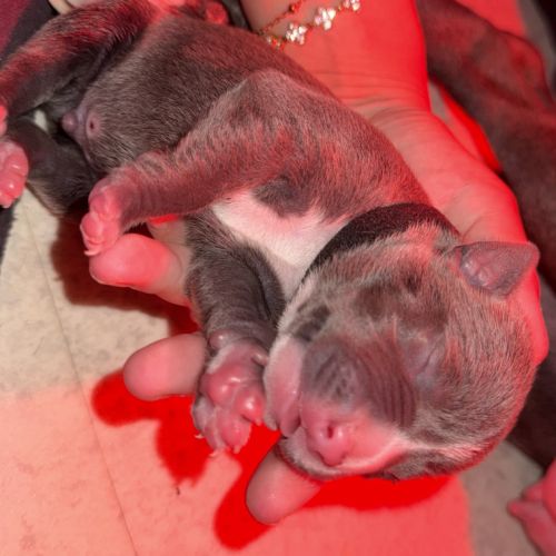 Chiots staff lof de très grande lignée à reserver #2