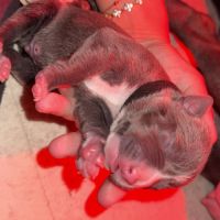 Chiots staff lof de très grande lignée à reserver #2