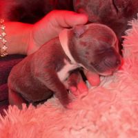 Chiots staff lof de très grande lignée à reserver #3