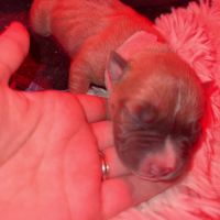 Chiots staff lof de très grande lignée à reserver #4