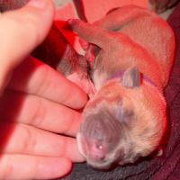 Chiots staff lof de très grande lignée à reserver