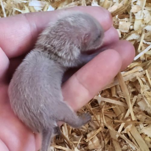 Furet et furette #4