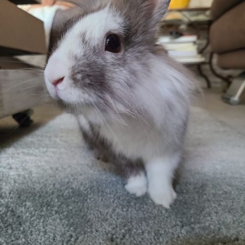 Lapin mâle, estimé à 1 an, castré, vacciné