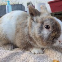 Lapin mâle, estimé à 1 an, castré, vacciné