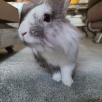 Lapin mâle, estimé à 1 an, castré, vacciné