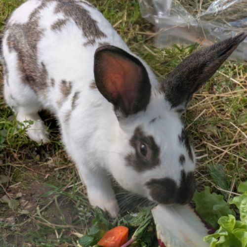 Lapin mâle, ~6 mois #1