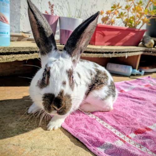 Lapin mâle, ~6 mois