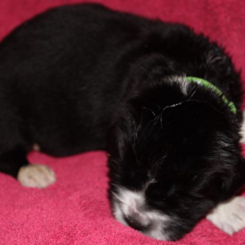 Vente de chiot terre neuve lof #4