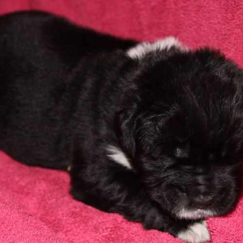 Vente de chiot terre neuve lof #5