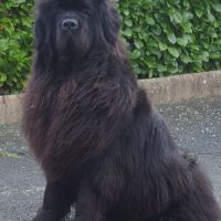 Vente de chiot terre neuve lof