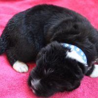 Vente de chiot terre neuve lof #2