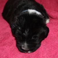 Vente de chiot terre neuve lof #3