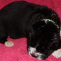 Vente de chiot terre neuve lof #4