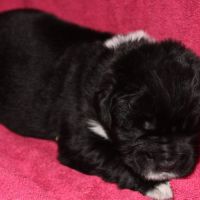 Vente de chiot terre neuve lof #5