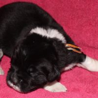 Vente de chiot terre neuve lof #6