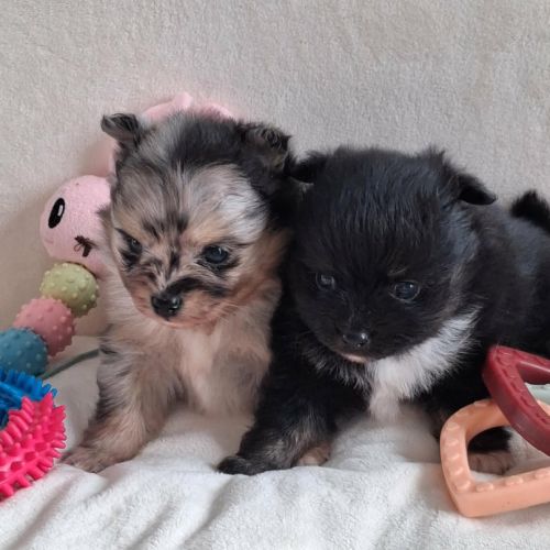 Chiots pomchi