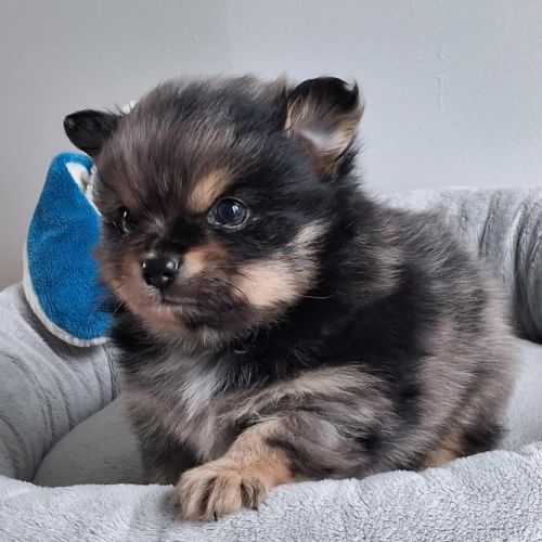 Chiot pomchi