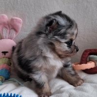 Chiots pomchi #2